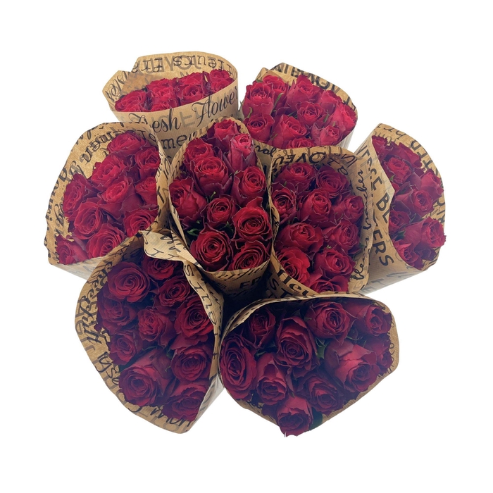 BQ Mono Rosa Red 10 stems