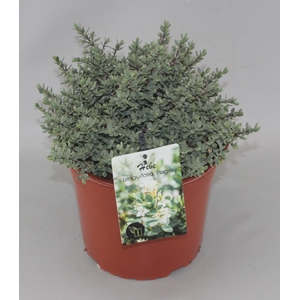 Hebe pinguifolia 'Pagei' C5