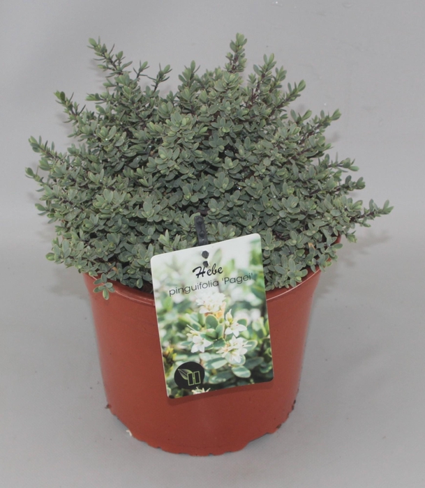 <h4>Hebe pinguifolia 'Pagei' C5</h4>