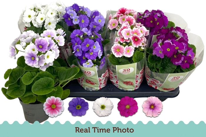 <h4>PRIM OB TM GEM</h4>