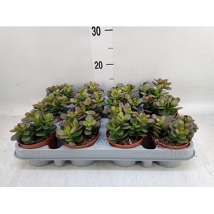 Crassula ovata 'Minor'