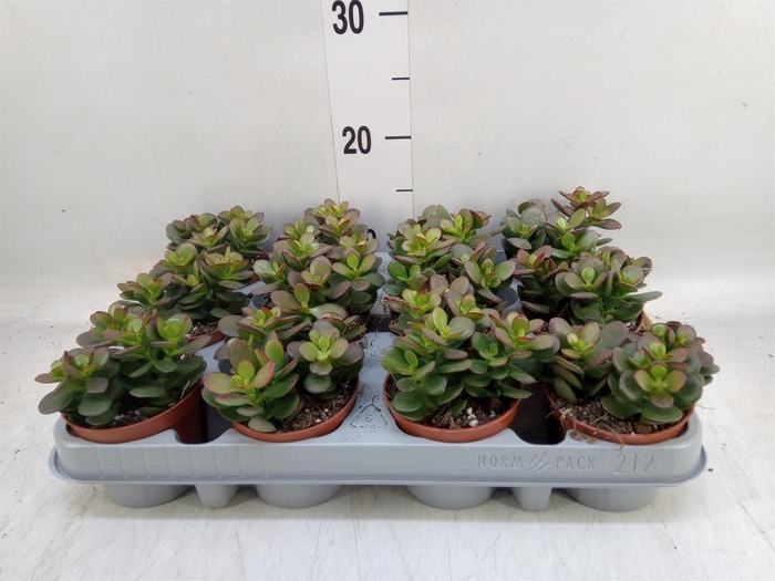 <h4>Crassula ovata 'Minor'</h4>