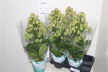 <h4>Kal Magic Bells</h4>