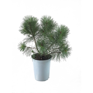 PINUS MUGO,BJERGFYR p19