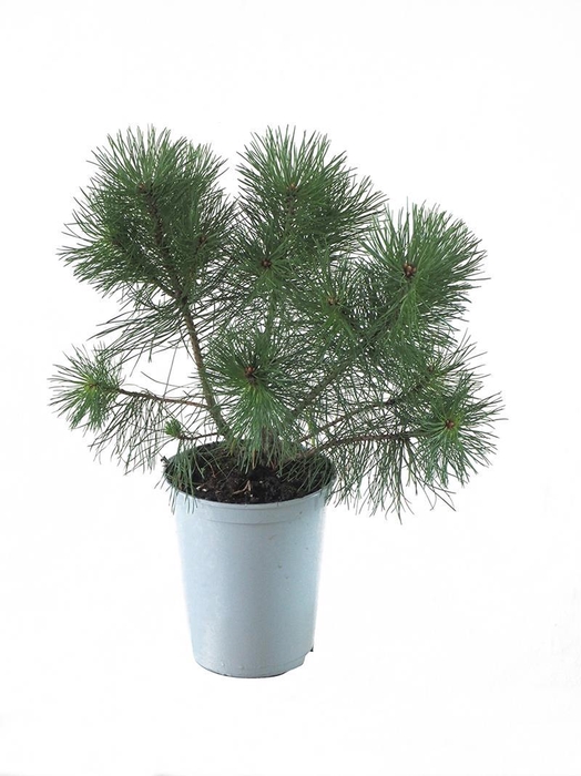 <h4>PINUS MUGO,BJERGFYR p19</h4>
