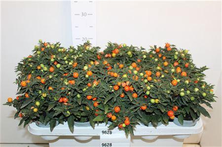 Solan Pseudocapsic