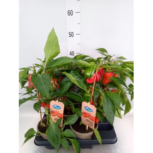 Capsicum annuum   ...paprika