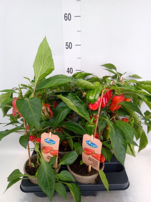<h4>Capsicum annuum   ...paprika</h4>