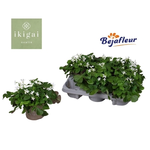 Oxalis triangularis subsp. papilion