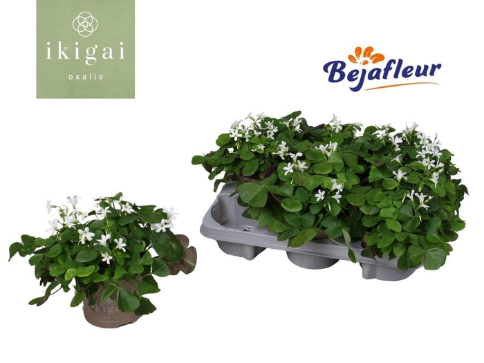 <h4>Oxalis triangularis subsp. papilion</h4>