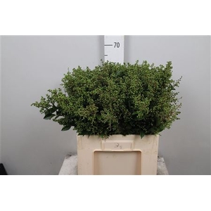 Ligustrum Ov Libelle Green