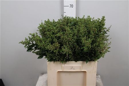 <h4>Ligustrum Ov Libelle Green</h4>