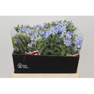 Oxypetalum Co Tan Pure Blue