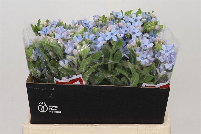 <h4>Oxypetalum Co Tan Pure Blue</h4>