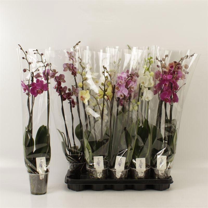 <h4>PHAL GEM 6 KL</h4>