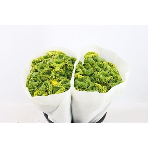 Ran Ponpon Ex Peter Pan