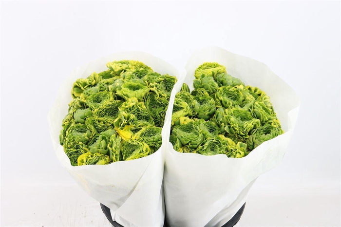 <h4>Ran Ponpon Ex Peter Pan</h4>