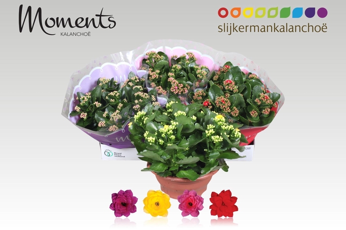 <h4>KAL GE GEM 4 KL</h4>