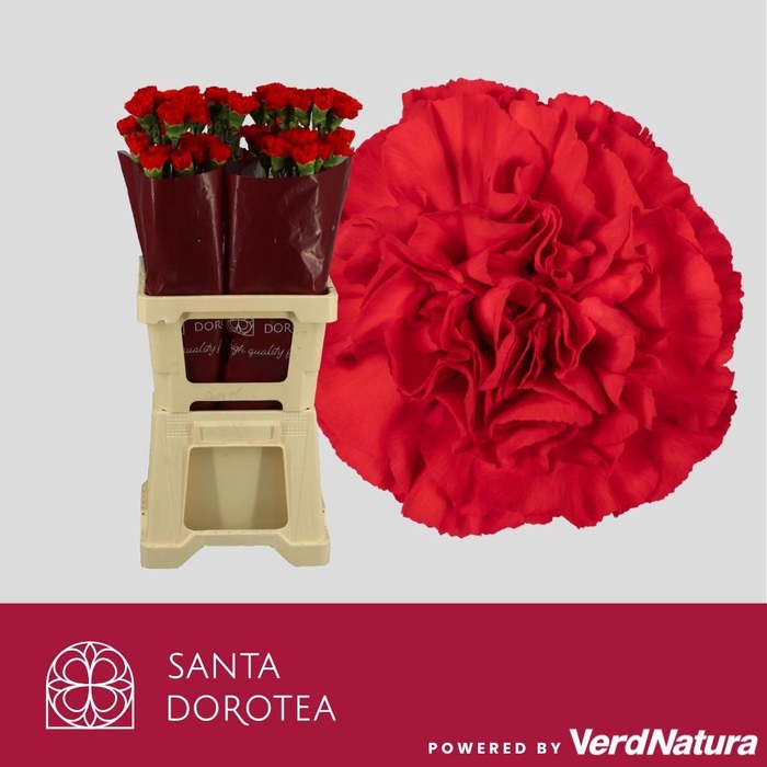 <h4>DI ST GRANDSOLE</h4>