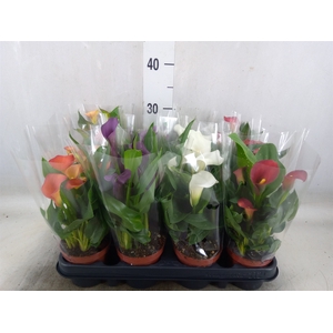 Zantedeschia   ...mix
