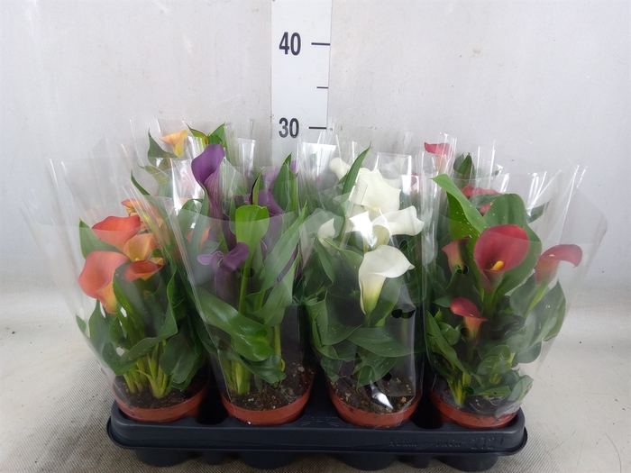 <h4>Zantedeschia   ...mix</h4>