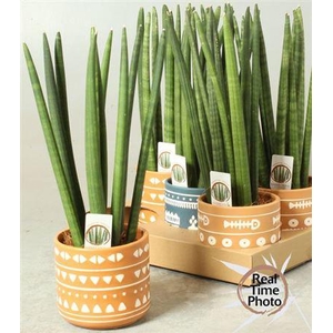 Sansev Cylindrica Ov