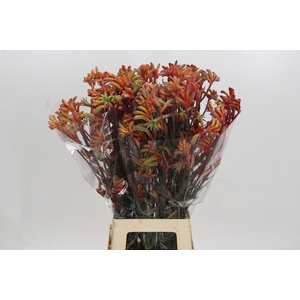 Kangaroo Paw Rampaging Roy Slaven