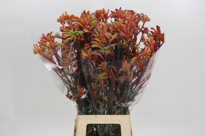 <h4>Kangaroo Paw Rampaging Roy Slaven</h4>