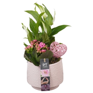 PTVMB4716 Arrangementen kamerplanten