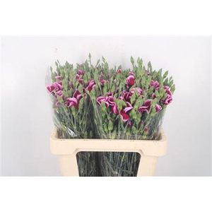 Di Symply Vinaccio Purple