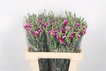 <h4>Di Symply Vinaccio Purple</h4>