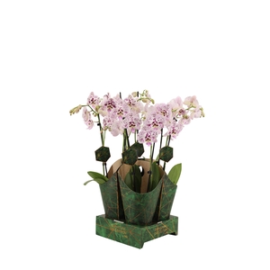 Signature Golden Nature Cover Phal Expressions 2T16+