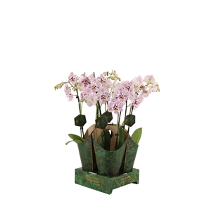 Signature Golden Nature Cover Phal Expressions 2T16+