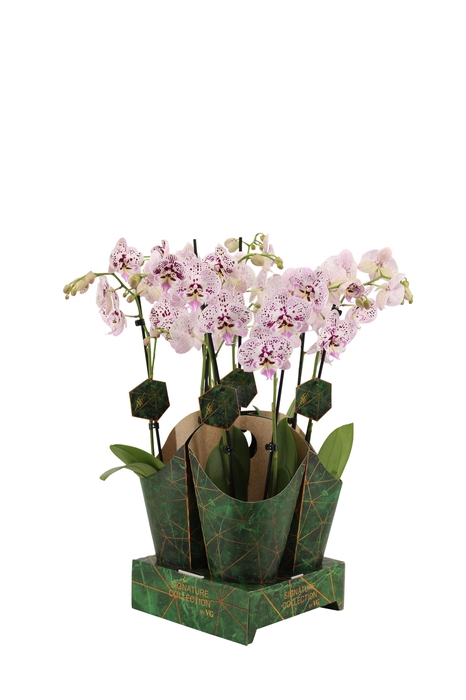 <h4>Signature Golden Nature Cover Phal Expressions 2T16+</h4>