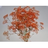 Gyps ec paint xlence orange 1000g