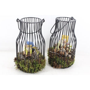 arr4 Bollenmix MB - Modern lantaarn 285/5