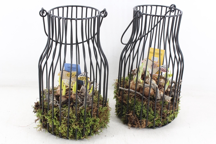 <h4>arr4 Bollenmix MB - Modern lantaarn 285/5</h4>