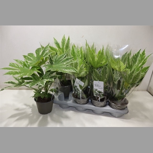 Fatsia Variegata