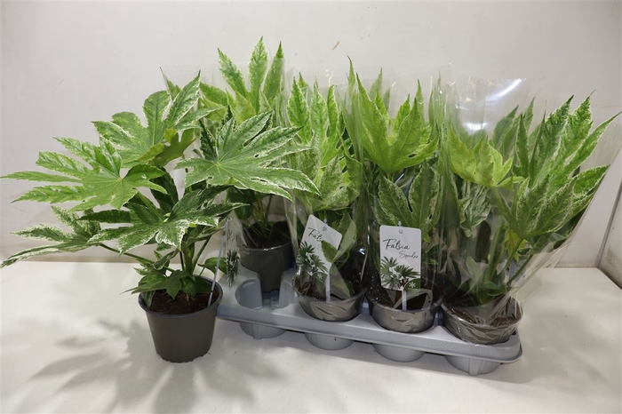 <h4>Fatsia Variegata</h4>