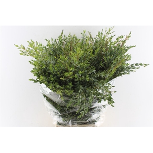 Euca Parvi 300 Gram