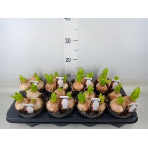 Hyacinthus orie. 'Pearl White'