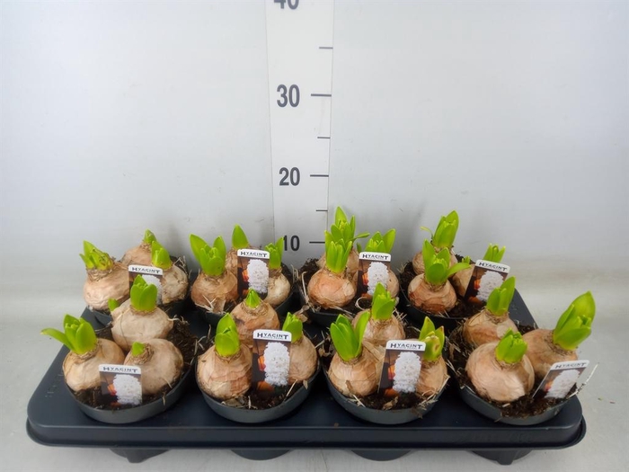 <h4>Hyacinthus orie. 'Pearl White'</h4>