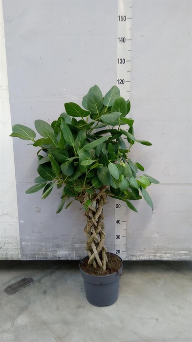<h4>Ficus benghalensis 'Audrey'</h4>