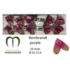 Anth A Rembr Purple