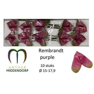 Anth A Rembr Purple
