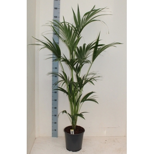 HOWEA FORSTERIANA