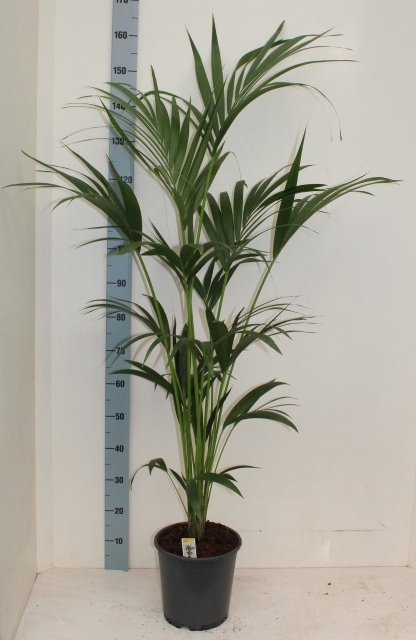 <h4>HOWEA FORSTERIANA</h4>