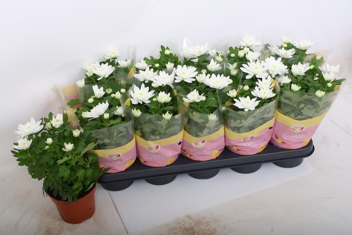 <h4>CHRYS BRAVE</h4>