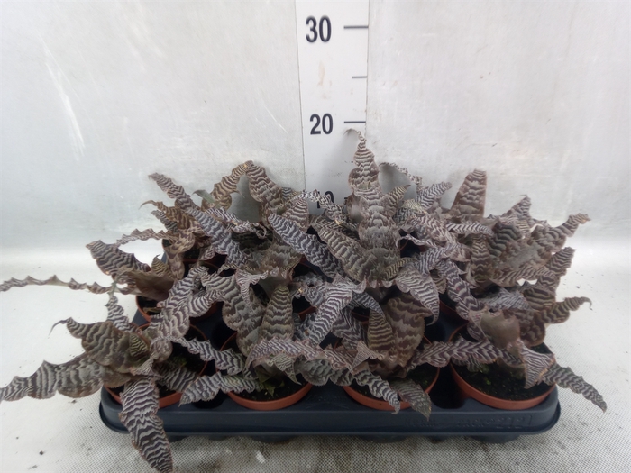 Cryptanthus zonatus