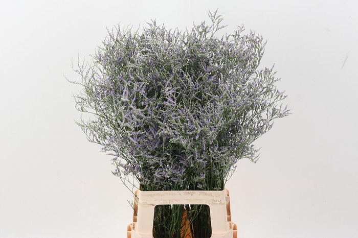 <h4>Lim Maine Blue</h4>